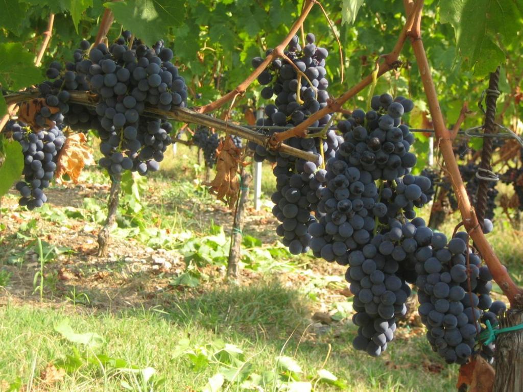 Fattoria Di Rignana Βίλα Greve in Chianti Εξωτερικό φωτογραφία